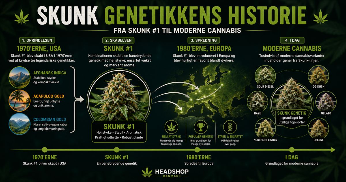Infografik over Skunk-genetikkens historie fra Skunk #1 i 1970'erne til moderne cannabis.