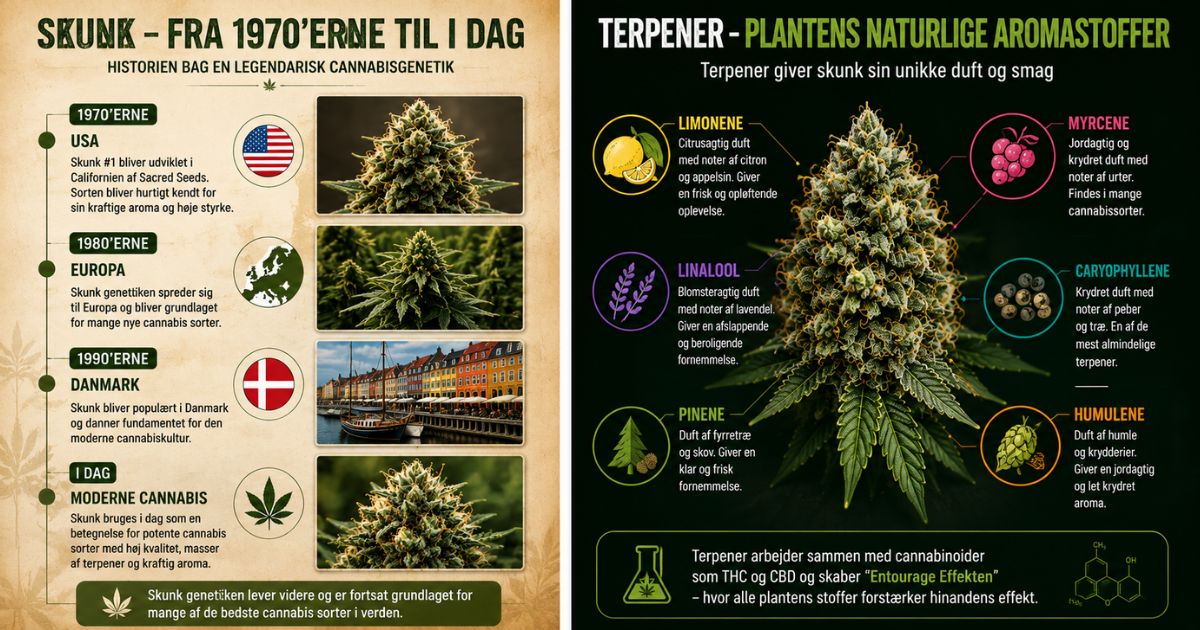 Tidslinje over Skunk-genetikkens udvikling fra 1970'erne til moderne cannabis.