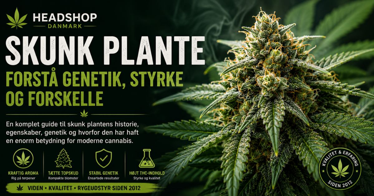 Skunk plante med tætte cannabisblomster – guide om genetik, styrke, THC og forskelle.