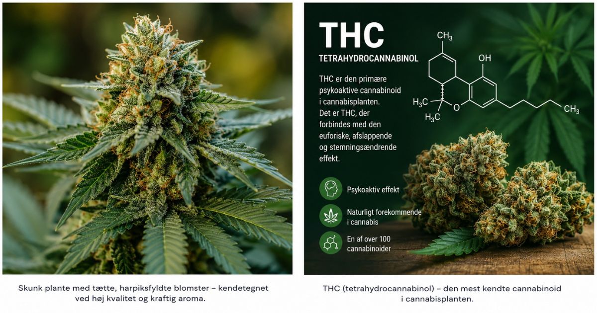 Skunk plante med tætte harpiksfyldte blomster og højt THC-indhold.