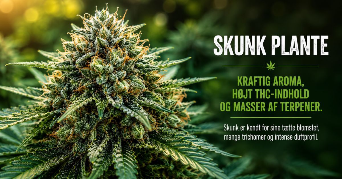 Skunk plante med tætte blomster, mange trichomer og kraftig aroma.