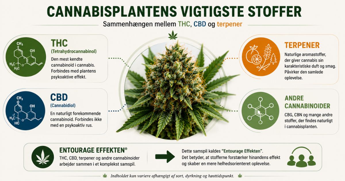 Infografik der forklarer sammenhængen mellem THC, CBD, terpener og andre cannabinoider i cannabisplanten.