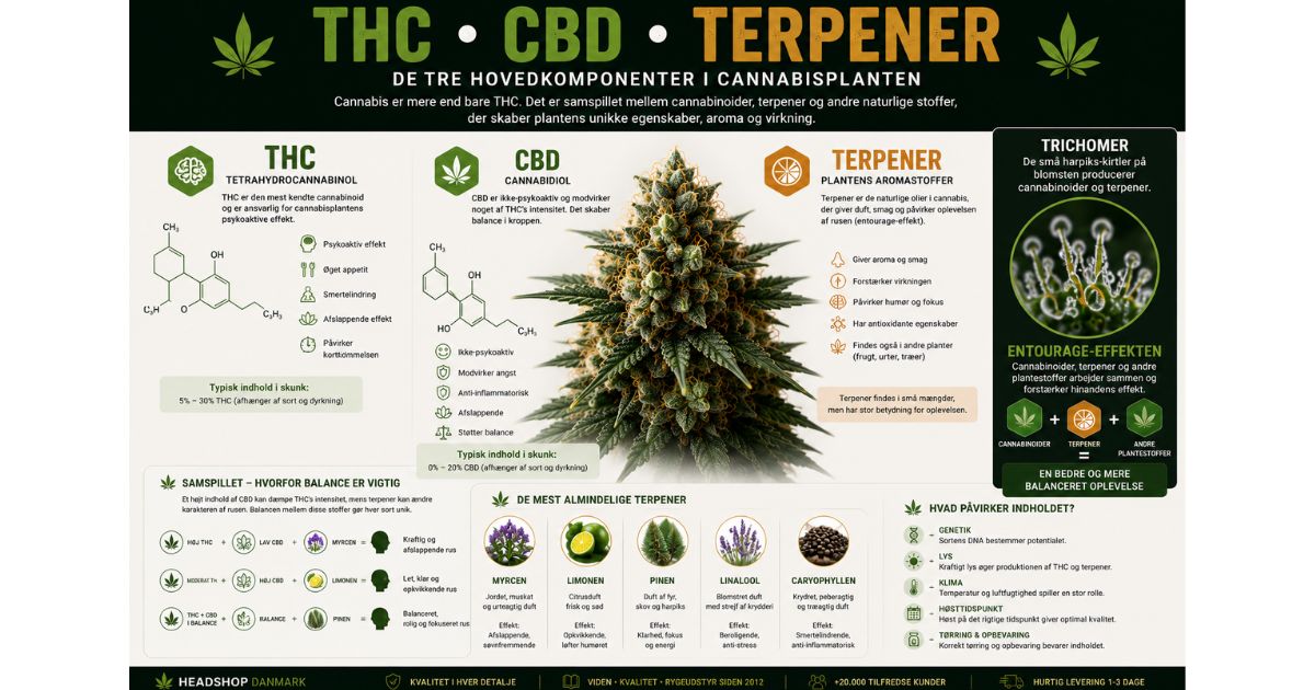 Infografik om THC, CBD og terpener i cannabisplanten, der forklarer deres betydning for aroma, cannabinoider og plantens egenskaber.