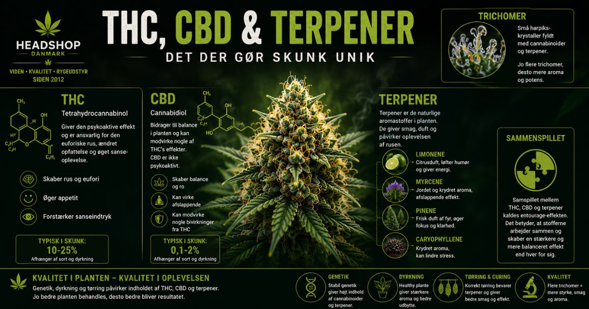 Infografik om THC, CBD og terpener i cannabisplanten, som forklarer deres betydning for skunkens aroma, styrke og egenskaber.