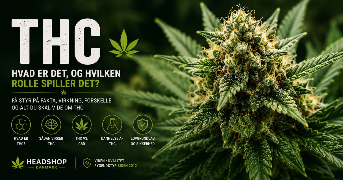 Cannabisblomst med trichomer – guide til THC, cannabinoider, CBD og cannabisplantens egenskaber.