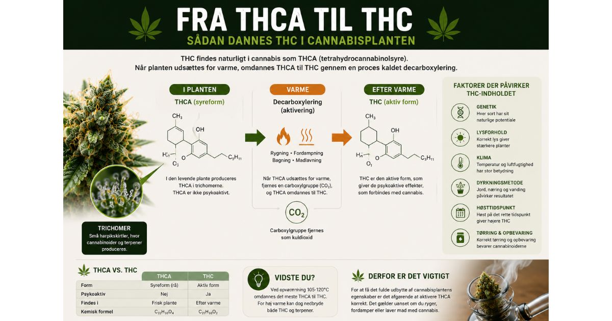 Infografik der viser, hvordan THCA omdannes til THC gennem decarboxylering ved opvarmning af cannabisplanten.
